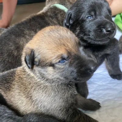 Dutch Shepherd Price in Surat | Dutch Shepherd Puppies for sale in Surat