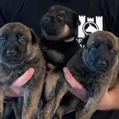 Dutch Shepherd Price in Surat | Dutch Shepherd Puppies for sale in Surat