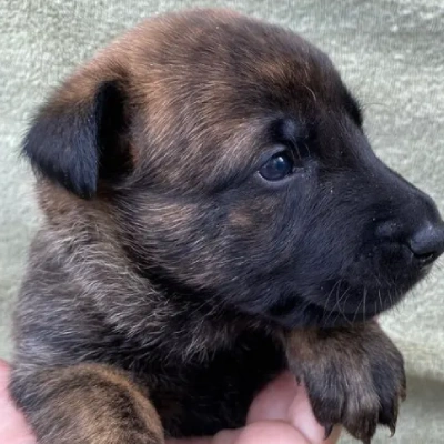 Dutch Shepherd Price in Surat | Dutch Shepherd Puppies for sale in Surat