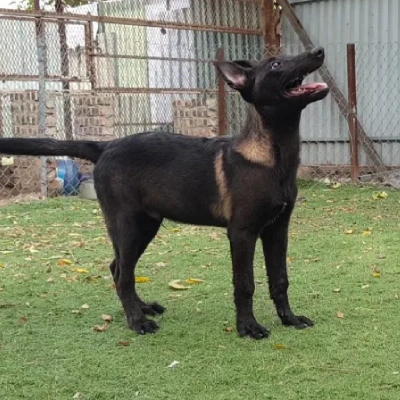 Dutch Shepherd Price in Surat | Dutch Shepherd Puppies for sale in Surat