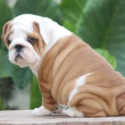 English Bulldog Price in Bangalore | English Bulldog Puppies for sale in Bangalore