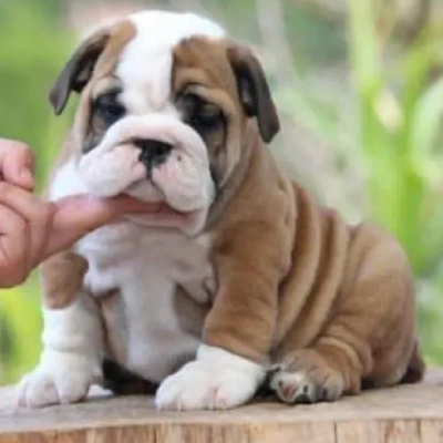 English Bulldog Price in Bangalore | English Bulldog Puppies for sale in Bangalore