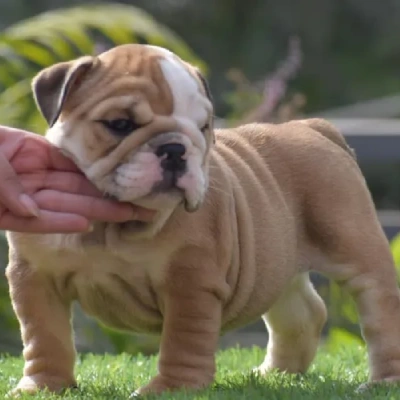 English Bulldog Price in Bangalore | English Bulldog Puppies for sale in Bangalore