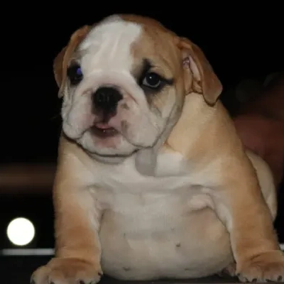 English Bulldog Price in Bangalore | English Bulldog Puppies for sale in Bangalore