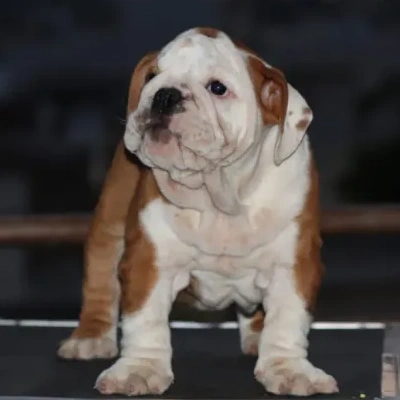 English Bulldog Price in Bangalore | English Bulldog Puppies for sale in Bangalore