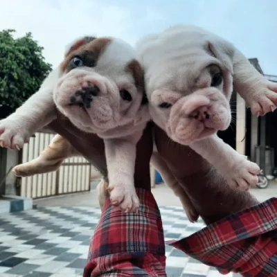 English Bulldog Price in Bangalore | English Bulldog Puppies for sale in Bangalore