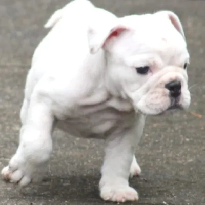 English Bulldog Price in Bangalore | English Bulldog Puppies for sale in Bangalore