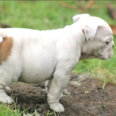 English Bulldog Price in Bangalore | English Bulldog Puppies for sale in Bangalore