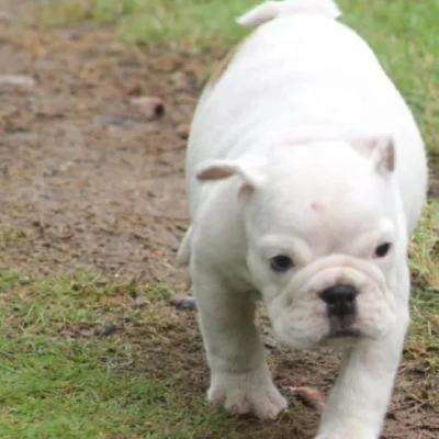 English Bulldog Price in Bangalore | English Bulldog Puppies for sale in Bangalore