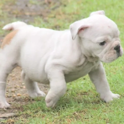 English Bulldog Price in Bangalore | English Bulldog Puppies for sale in Bangalore