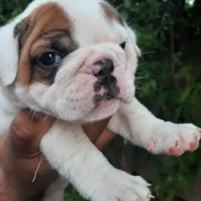 English Bulldog Price in Bangalore | English Bulldog Puppies for sale in Bangalore