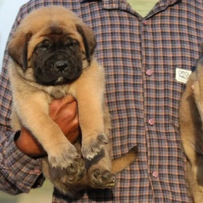 English Mastiff Price in Visakhapatnam | English Mastiff Puppies for sale in Visakhapatnam