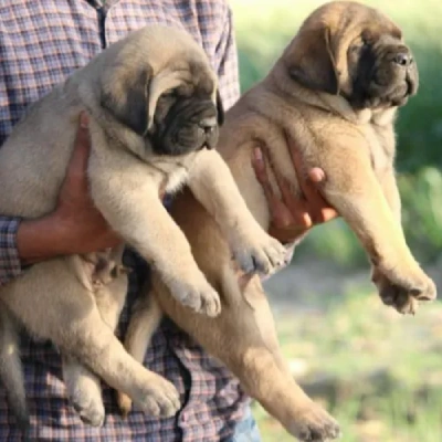 English Mastiff Price in Visakhapatnam | English Mastiff Puppies for sale in Visakhapatnam