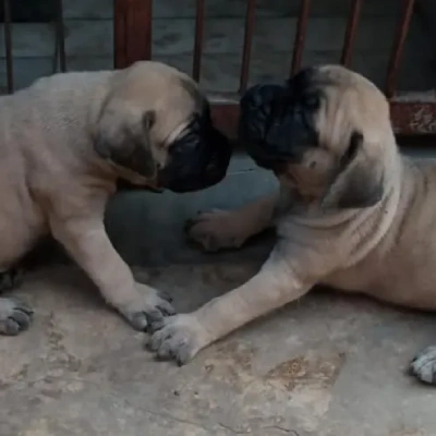 English Mastiff Price in Visakhapatnam | English Mastiff Puppies for sale in Visakhapatnam