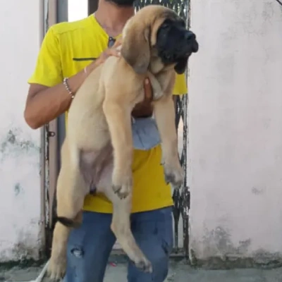 English Mastiff Price in Visakhapatnam | English Mastiff Puppies for sale in Visakhapatnam