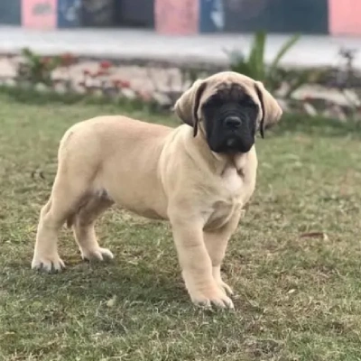 English Mastiff Price in Visakhapatnam | English Mastiff Puppies for sale in Visakhapatnam