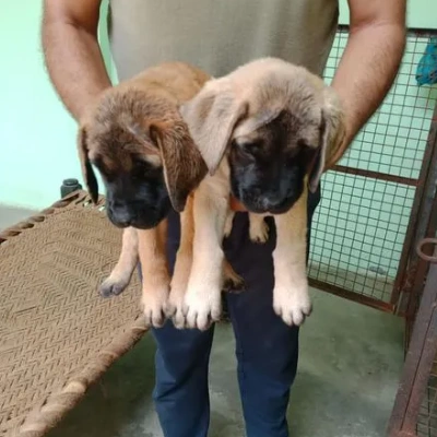 English Mastiff Price in Visakhapatnam | English Mastiff Puppies for sale in Visakhapatnam