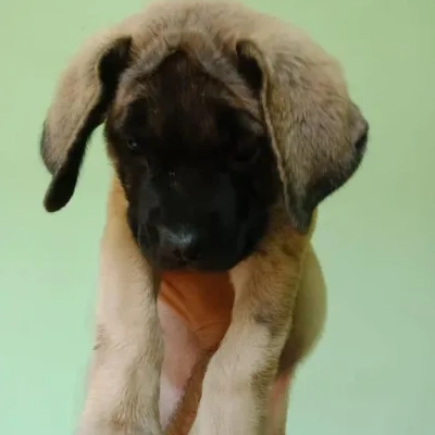 English Mastiff Price in Visakhapatnam | English Mastiff Puppies for sale in Visakhapatnam