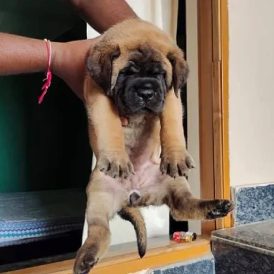 English Mastiff Price in Visakhapatnam | English Mastiff Puppies for sale in Visakhapatnam