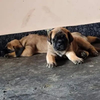 English Mastiff Price in Visakhapatnam | English Mastiff Puppies for sale in Visakhapatnam