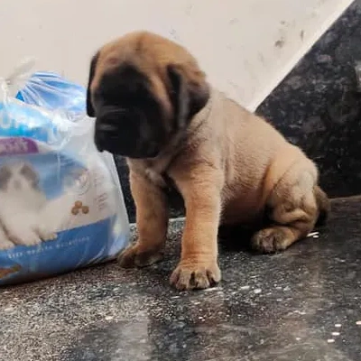 English Mastiff Price in Visakhapatnam | English Mastiff Puppies for sale in Visakhapatnam