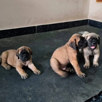 English Mastiff Price in Visakhapatnam | English Mastiff Puppies for sale in Visakhapatnam