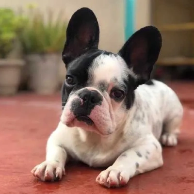 French Bulldog Price in Visakhapatnam | French Bulldog Puppies for sale in Visakhapatnam