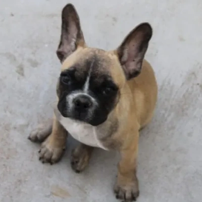 French Bulldog Price in Visakhapatnam | French Bulldog Puppies for sale in Visakhapatnam