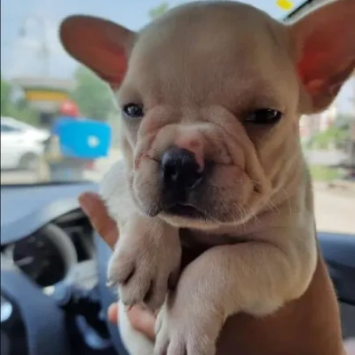 French Bulldog Price in Surat | French Bulldog Puppies for sale in Surat