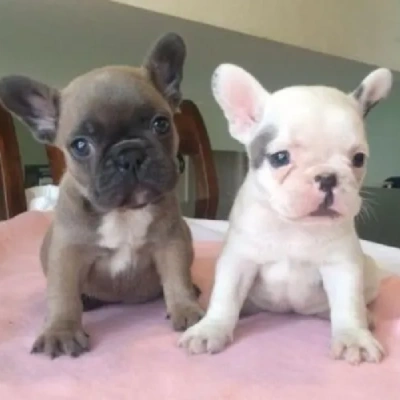 French Bulldog Price in Visakhapatnam | French Bulldog Puppies for sale in Visakhapatnam