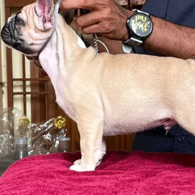 French Bulldog Price in Nashik | French Bulldog Puppies for sale in Nashik