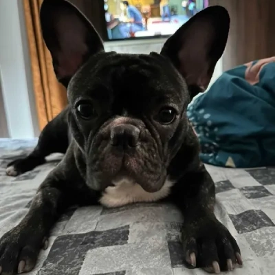 French Bulldog Price in Surat | French Bulldog Puppies for sale in Surat