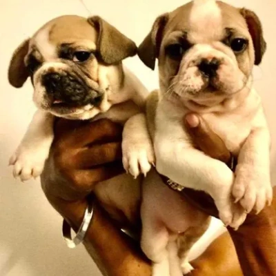 French Bulldog Price in Nashik | French Bulldog Puppies for sale in Nashik