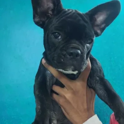 French Bulldog Price in Nashik | French Bulldog Puppies for sale in Nashik