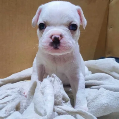 French Bulldog Price in Surat | French Bulldog Puppies for sale in Surat