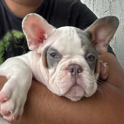 French Bulldog Price in Visakhapatnam | French Bulldog Puppies for sale in Visakhapatnam