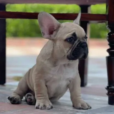 French Bulldog Price in Surat | French Bulldog Puppies for sale in Surat