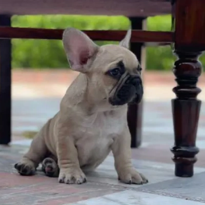 French Bulldog Price in Nashik | French Bulldog Puppies for sale in Nashik