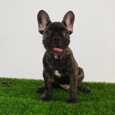 French Bulldog Price in Visakhapatnam | French Bulldog Puppies for sale in Visakhapatnam