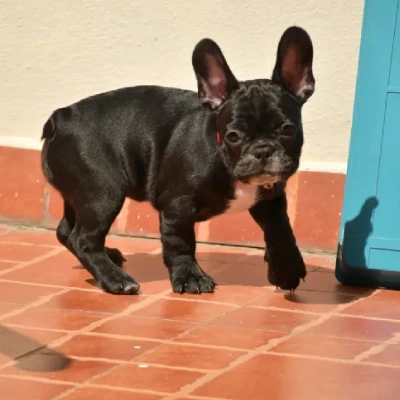 French Bulldog Price in Nashik | French Bulldog Puppies for sale in Nashik