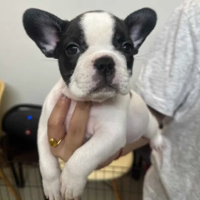 French Bulldog Price in Nashik | French Bulldog Puppies for sale in Nashik