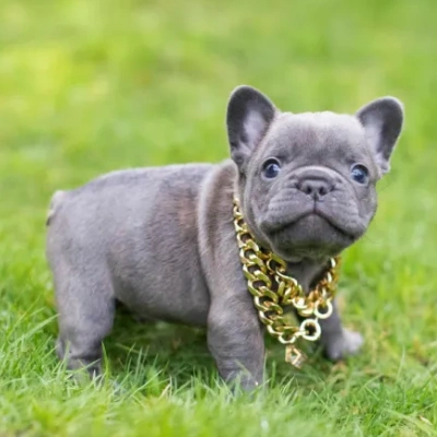 French Bulldog Price in Visakhapatnam | French Bulldog Puppies for sale in Visakhapatnam