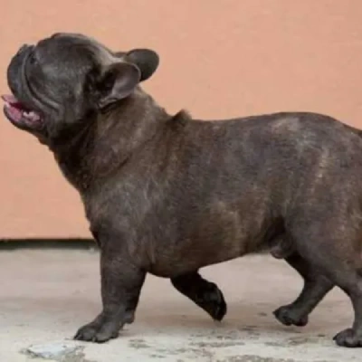 French Bulldog Price in Nashik | French Bulldog Puppies for sale in Nashik