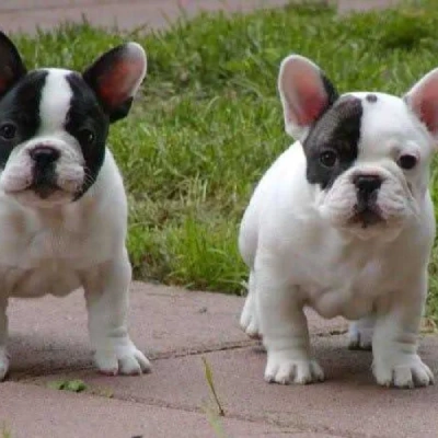 French Bulldog Price in Surat | French Bulldog Puppies for sale in Surat