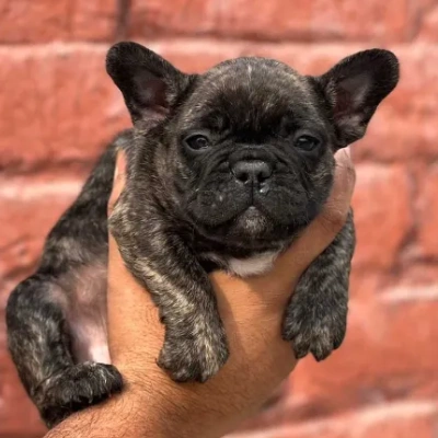 French Bulldog Price in Visakhapatnam | French Bulldog Puppies for sale in Visakhapatnam