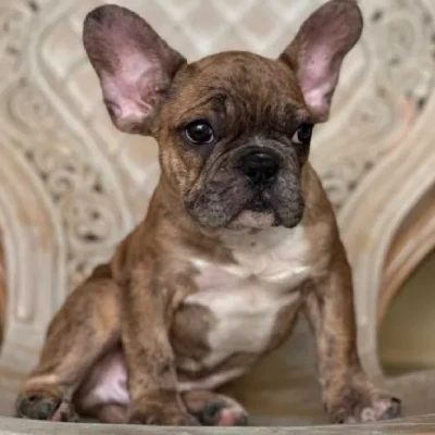 French Bulldog Price in Nashik | French Bulldog Puppies for sale in Nashik