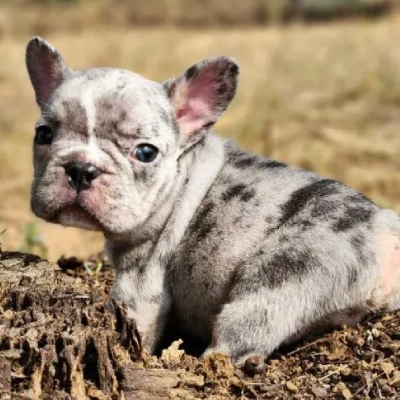 French Bulldog Price in Nashik | French Bulldog Puppies for sale in Nashik