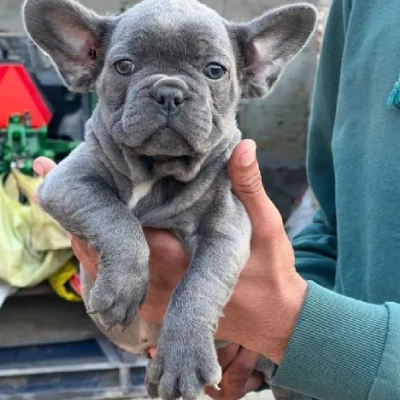 French Bulldog Price in Nashik | French Bulldog Puppies for sale in Nashik