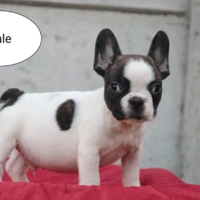 French Bulldog Price in Visakhapatnam | French Bulldog Puppies for sale in Visakhapatnam