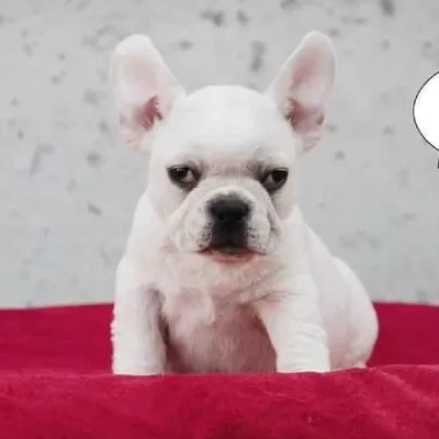 French Bulldog Price in Visakhapatnam | French Bulldog Puppies for sale in Visakhapatnam